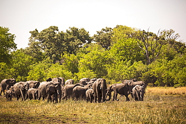 herd of elephants gathering at water hole, Moremi Game Reserve, Botswana