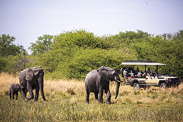 herd of elephants gathering at water hole, Moremi Game Reserve, Botswana
