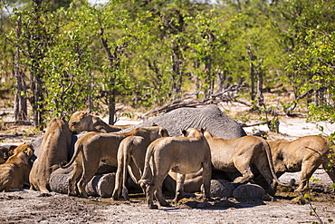 A group of female lions feeding on a dead elephant, Moremi Game Reserve, Botswana