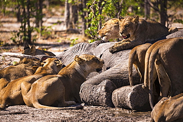 A group of female lions feeding on a dead elephant in a game reserve