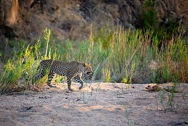 A leopard, Panthera pardus, walks through a sand bank, front leg raised, looking out of frame, sunlight, Sabi Sands, Greater Kruger National Park, South Africa