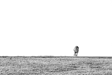 A male lion, Panthera leo, walks through a clearing towards the camera, in black and white, Sabi Sands, Greater Kruger National Park, South Africa