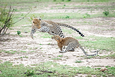 A mother leopard, Panthera pardus, jumps and plays with her cub, both jumping in the air, Sabi Sands, Greater Kruger National Park, South Africa