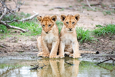 Two lion cubs, Panthera leo, sit together at the edge of a water hole, reflections in water, Sabi Sands, Greater Kruger National Park, South Africa