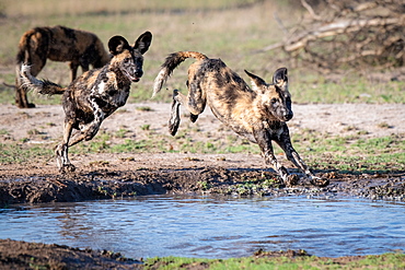 Two wild dog, Lycaon pictus, follow each other and jump over and into a water pan, muddy legs, Sabi Sands, Greater Kruger National Park, South Africa