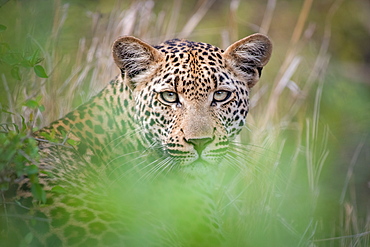 A leopard, Panthera pardus, lies in the grass, direct gaze, ears up, greenery in foreground, Sabi Sands, Greater Kruger National Park, South Africa