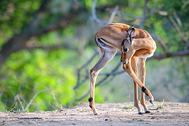 An impala calf, Aepyceros melampus, turns and licks its hind leg, hind leg raised, Sabi Sands, Greater Kruger National Park, South Africa