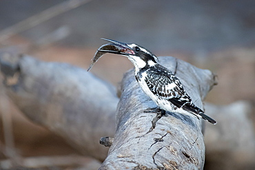 A side view of a pied kingfisher, Ceryle rudis, standing on a log, holding a fish between its beak, Sabi Sands, Greater Kruger National Park, South Africa