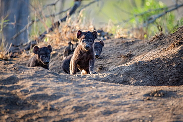 Hyena cubs, Crocuta crocuta, walk out of their den site, ears perked up in the sunlight, Sabi Sands, Greater Kruger National Park, South Africa