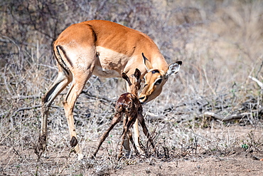 A mother impala, Aepyceros melampus, bends over to lick her newly born calf, Sabi Sands, Greater Kruger National Park, South Africa