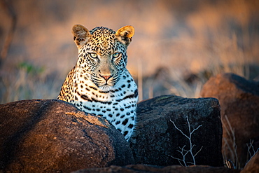 A leopard, Panthera pardus, ears forward, Sabi Sands, Greater Kruger National Park, South Africa