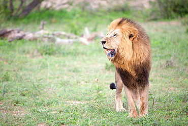 A male lion, Panthera leo in grass, mouth open, Sabi Sands, Greater Kruger National Park, South Africa