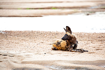 A wild dog, Lycaon pictus, lies on the sand of the river bank, looking out of frame over shoulder, ears perked, Sabi Sands, Greater Kruger National Park, South Africa