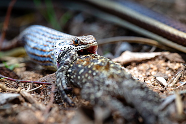 A western strip-bellied sand snake, Psammophis subtaeniatus, swallowing a tree agama lizard, Acanthocercus atricollis, Sabi Sands, Greater Kruger National Park, South Africa