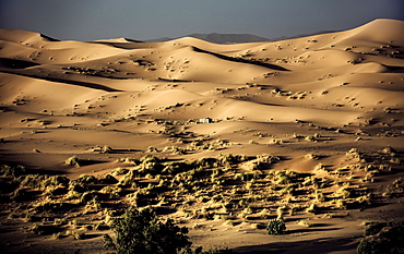 Desert landscape with few shrubs and sand dunes, Morocco