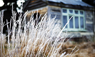 Close up of grass, building exterior in the background