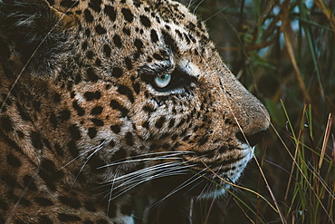 Close up of Leopard's head Panthera pardus at dusk, Sabi Sands, South Africa