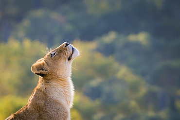 Side view of lion cub Panthera leo head raised, Sabi Sands, South Africa