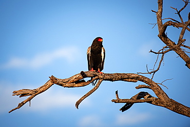 A Bateleur Terathopius ecaudatus perches on a branch against blue sky, Sabi Sands, South Africa