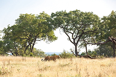 Leopard Panthera pardus walking through open plain in yellow grass, Sabi Sands, South Africa