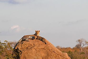 A mother leopard Panthera pardus lies on a boulder with her cub, Sabi Sands, South Africa