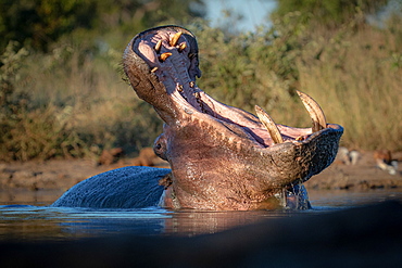 Hippo Hippopotamus amphibius in waterhole yawning and showing its teeth, Sabi Sands, South Africa