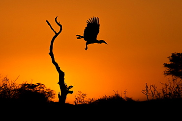 Silhouette of a Ground Hornbill Bucorvusﾠleadbeateri at flight from a dead tree at sunset, Sabi Sands, South Africa