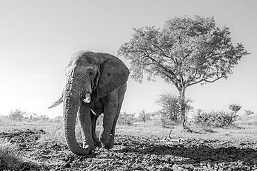 A male elephant Loxodonta africana walking towards the camera, Sabi Sands, South Africa