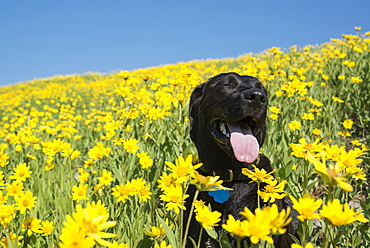 A black Labrador dog in a meadow of bright yellow wildflowers, Wasatch National Forest, Utah, USA