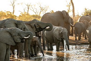 A herd of African elephants, Loxodonta africana, drink at a water hole during sunset in soft light, Sabi Sands, Greater Kruger National Park, South Africa