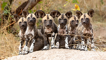 A pack of wild dog puppies, Lycaon pictus, sit together on a termite mound, direct gaze , Sabi Sands, Greater Kruger National Park, South Africa