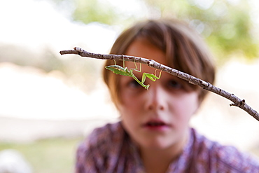 7 year old boy looking at a praying mantis, New Mexico, United States