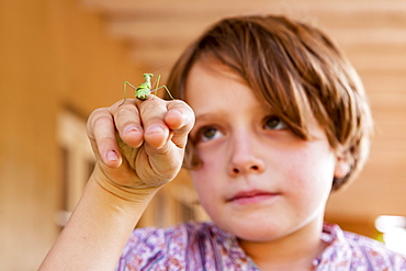 7 year old boy holding a praying mantis, New Mexico, United States