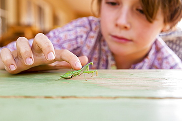 7 year old boy holding a praying mantis, New Mexico, United States