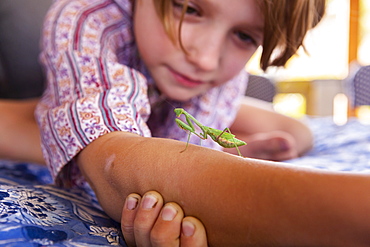 7 year old boy holding a praying mantis, New Mexico, United States