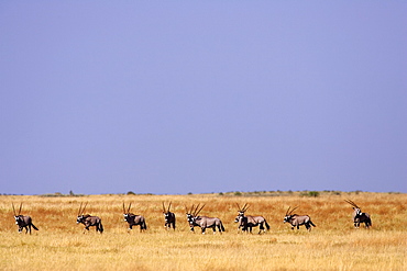 A herd of Oryx on the grassland of the Moremi Reserve, Botswana