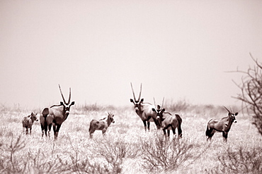 A herd of Oryx on the grassland of the Moremi Reserve, Botswana