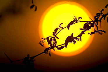 Silhouette of branch of tree in front of giant setting sun