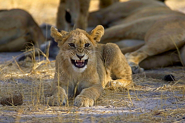 African lion, Panthera leo, cub lying on ground, snarling at camera, Moremi Reserve, Botswana