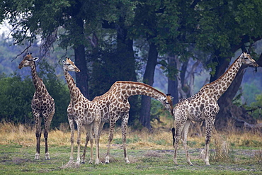 Small group of South African Giraffes, Camalopardalis Giraffa, Moremi Reserve, Botswana, Africa