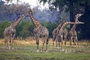 Small group of South African Giraffes, Camalopardalis Giraffa, Moremi Reserve, Botswana, Africa