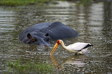 Hippopotamus looking at yellow-billed stork in a waterhole, Moremi Reserve, Botswana, Africa