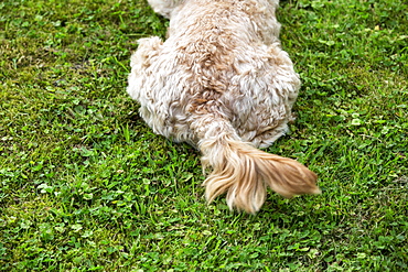 High angle view of rear end of a red coated young Cavapoo lying on a lawn, Watlington, Oxfordshire, United Kingdom