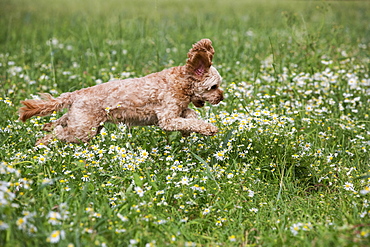 Portrait of a red coated young Cavapoo running in a meadow, Watlington, Oxfordshire, United Kingdom