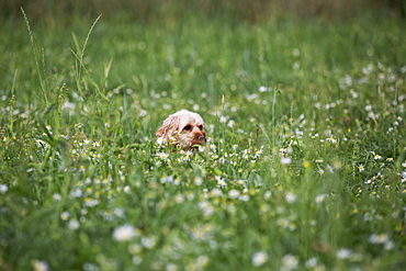 Portrait of a red coated young Cavapoo sitting in a meadow, Watlington, Oxfordshire, United Kingdom