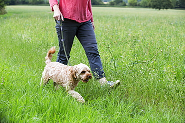 Woman walking in meadow with red coated young Cavapoo, Watlington, Oxfordshire, United Kingdom