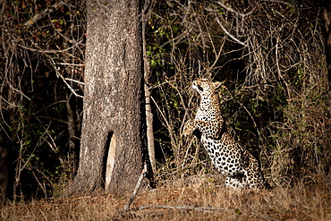 A leopard, Panthera pardus, jumps up towards a tree trunk, front legs raised, looking up, Londolozi Wildlife Reserve, Greater Kruger National Park, South Africa