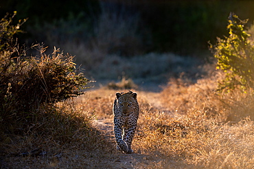 A male leopard, Panthera pardus, walks towards the camera, backlit, paw raised, Londolozi Wildlife Reserve, Greater Kruger National Park, South Africa