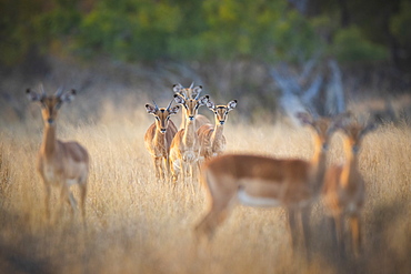 A herd of impalas, Aepyceros melampus, stand in dry yellow grass, direct gaze, Londolozi Wildlife Reserve, Greater Kruger National Park, South Africa