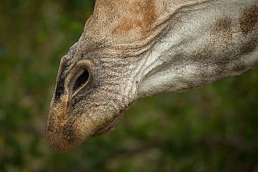 A close up of a giraffe's mouth and nose, Giraffa camelopardalis giraffa, Londolozi Wildlife Reserve, Greater Kruger National Park, South Africa